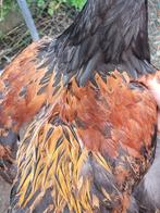 Brahma haan, Dieren en Toebehoren, Pluimvee