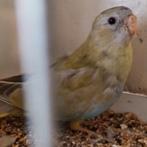 Splendid pop 25 cinnamon, Dieren en Toebehoren, Vogels | Parkieten en Papegaaien, Geringd