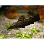 kwikwi meerval, Dieren en Toebehoren, Vissen | Aquariumvissen, Vis, Zoetwatervis