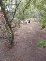 Loopeenden, Dieren en Toebehoren, Eend