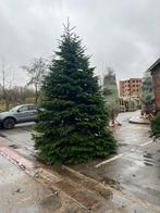 Sapin nordmann 5m avec support, Enlèvement, Autres espèces, 400 cm ou plus