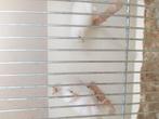 Witte kanaries, Dieren en Toebehoren, Vogels | Kanaries