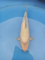 Shiro utsuri tosai, Dieren en Toebehoren, Vissen | Vijvervissen, Karper of Koi
