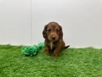 Nestje Kaninchen Teckel pups, Dieren en Toebehoren, Honden | Teckels en Dashonden, Kaninchen, België, CDV (hondenziekte), 8 tot 15 weken