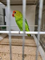 Agapornis, Dieren en Toebehoren, Vogels | Parkieten en Papegaaien