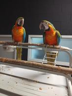 Jonge tamme Catalina of Regenboog Ara's met DNA en getest op, Meerdere dieren, Papegaai, Geringd