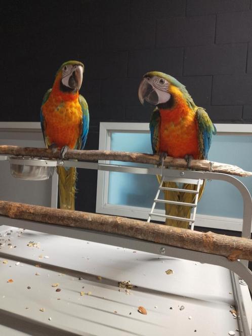 Jonge tamme Catalina of Regenboog Ara's met DNA en getest op, Dieren en Toebehoren, Vogels | Parkieten en Papegaaien, Papegaai