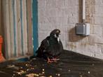 Een canario duif te koop je krijgt ook een gratis duif erbij, Dieren en Toebehoren, Vogels | Duiven, Postduif