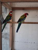 Koppel pracht rosella's, Dieren en Toebehoren, Vogels | Parkieten en Papegaaien, Geringd