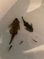 2 ancistrus 8cm en 11cm, Dieren en Toebehoren, Vissen | Aquariumvissen, Vis, Zoetwatervis