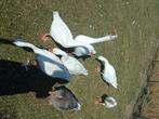 2 witte ganzen, Dieren en Toebehoren, Pluimvee, Meerdere dieren, Gans of Zwaan