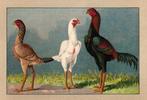 Gezocht : Blauwe tarwe maleier hen, Dieren en Toebehoren, Pluimvee, Vrouwelijk, Kip