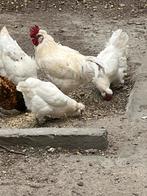 Gratis hanen, Dieren en Toebehoren, Pluimvee, Mannelijk, Kip