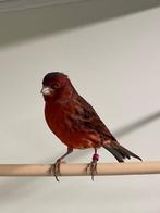 zwart/rode kanaries, Meerdere dieren, Kleurkanarie