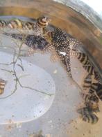 Hypancistrus L136a, Dieren en Toebehoren, Vissen | Aquariumvissen, Vis, Zoetwatervis