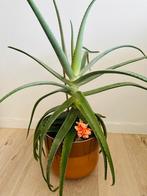 grote aloë vera plant in vintage pot, Huis en Inrichting, Kamerplanten, Ophalen, Vetplant, Halfschaduw, In pot