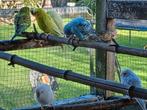 Grasparkieten, Dieren en Toebehoren, Vogels | Parkieten en Papegaaien