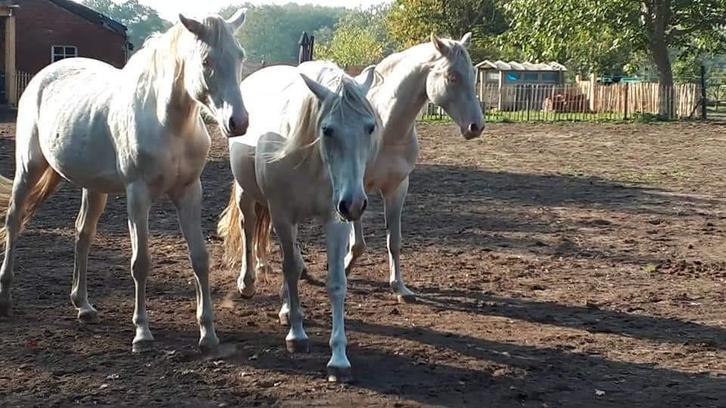 Perlino ruin - projectpaard of weidemaatje, Dieren en Toebehoren, Paarden en Pony's | Verzorgingsproducten, Zo goed als nieuw