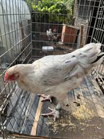 Koppel marans, Dieren en Toebehoren, Pluimvee, Meerdere dieren, Kip