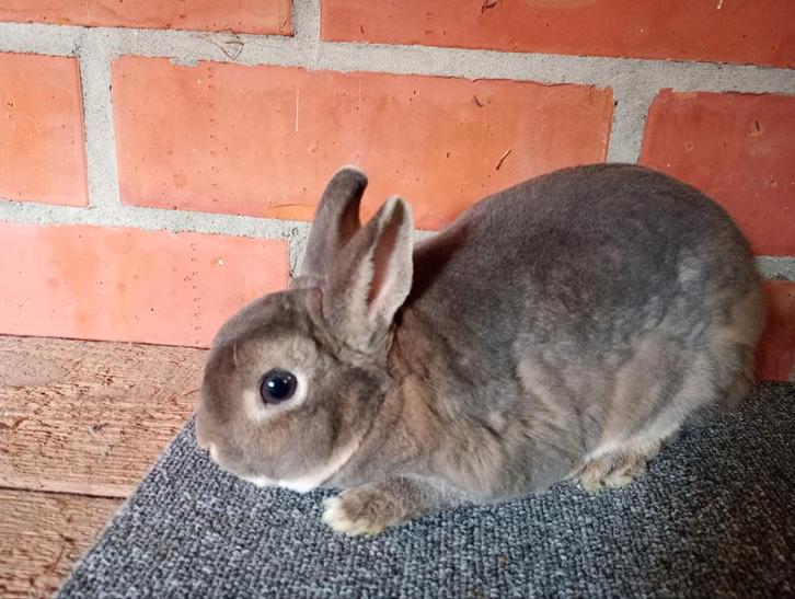 Lieve dwerg Rex in blauwgrijs., Dieren en Toebehoren, Konijnen, Dwerg