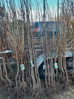 Fruit- en notenbomen | diverse soorten, Tuin en Terras, Lente, Ophalen of Verzenden, Appelboom, Halfschaduw