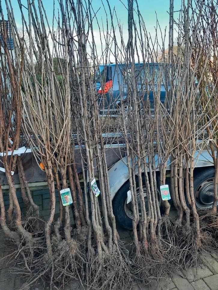 Fruit- en notenbomen | diverse soorten, Tuin en Terras, Planten | Fruitbomen, Appelboom, 100 tot 250 cm, Halfschaduw, Lente, Ophalen of Verzenden