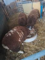 Rammen, Dieren en Toebehoren