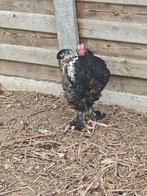 Brahma hanen, Dieren en Toebehoren, Pluimvee, Mannelijk
