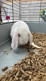 Albino Konijn, Dieren en Toebehoren, Ophalen, Nieuw, Kooi, Konijn