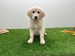 Golden Retriever pups, Dieren en Toebehoren, Golden retriever, België, 8 tot 15 weken, Parvo
