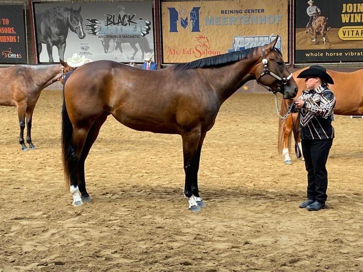Te koop meerdere quarter horses, Dieren en Toebehoren, Paarden, Meerdere dieren, Niet van toepassing, Met stamboom, Gechipt, Ontwormd