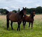 Fokmerrie uit goede stam, Dieren en Toebehoren, Paarden, Merrie, Springpaard, 7 tot 10 jaar, Onbeleerd