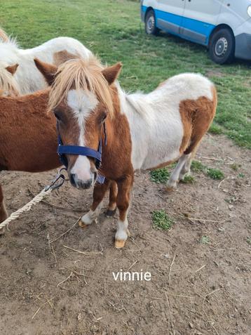 Hengst en merrie veulens met papier meter ponys beschikbaar voor biedingen