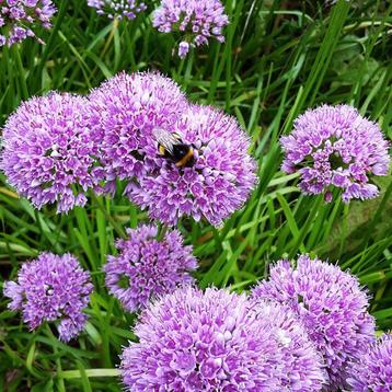 Allium 'Millenium' beschikbaar voor biedingen