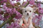 Un excellent choix pour les chiots Chihuahua 🌸🐾💝, Plusieurs, Belgique, 8 à 15 semaines, Parvovirose