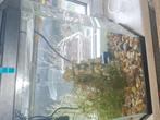 platy´s visjes te koop, Dieren en Toebehoren, Vissen | Aquariumvissen, Vis, Zoetwatervis