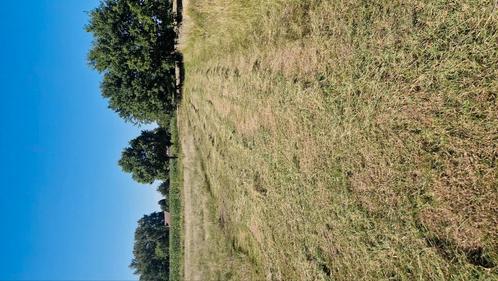 Verse botjes Hooi (bio), Dieren en Toebehoren, Stalling en Weidegang, Accessoires
