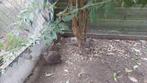 Fazanten, Dieren en Toebehoren, Pluimvee