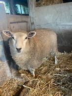 Ooi lam 7 maand, Dieren en Toebehoren, Vrouwelijk, Schaap