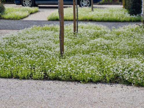Makkelijke bodembedekker SCHADUW, Tuin en Terras, Planten | Tuinplanten, Vaste plant, Bodembedekkers, Volledige schaduw, Lente