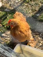 Coq Pékin nain, Dieren en Toebehoren, Mannelijk, Kip