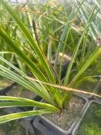 Carex morrowii, Tuin en Terras, Ophalen