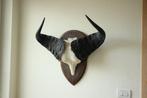 Taxidermie schedel kaapse Buffel, Ophalen of Verzenden, Schedel