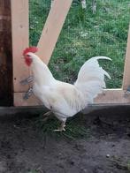 Haan witte leghorn, Dieren en Toebehoren