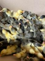 Indische loopeendjes