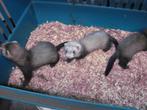 fretjes, Dieren en Toebehoren, Overige Dieren, April, Meerdere dieren