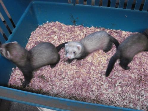 fretjes, Dieren en Toebehoren, Overige Dieren, Meerdere dieren, April