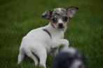 Chihuahua pups mooie keuze, Dieren en Toebehoren, CDV (hondenziekte), Meerdere, 8 tot 15 weken, Meerdere dieren