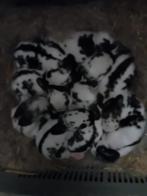 slachtkonijnen, Dieren en Toebehoren, Meerdere dieren, Middelgroot