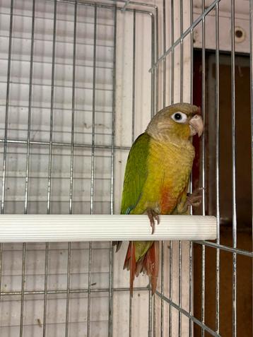 Jonge mannelijke Molina's Parakeet EAM beschikbaar voor biedingen